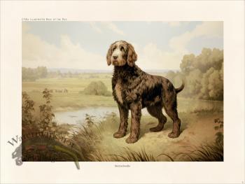 CFA Dog Bernedoodle 02